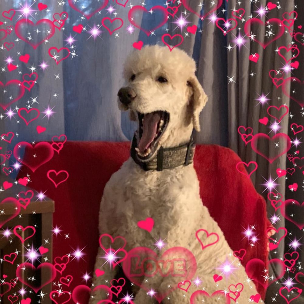 Meet your Posher, Ella